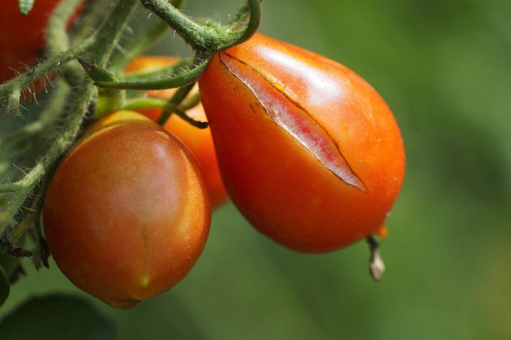 Apprendre à concasser des tomates comme un chef étoilé